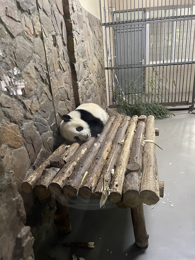 Guide to the Giant Panda Breeding Research&nbsp;Base
